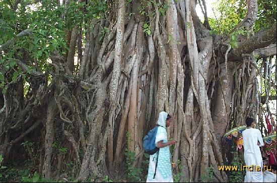 Banyan 