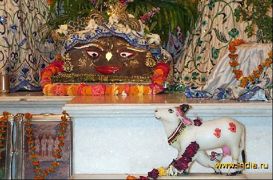 Govardhan i Korova  s telenkom 
