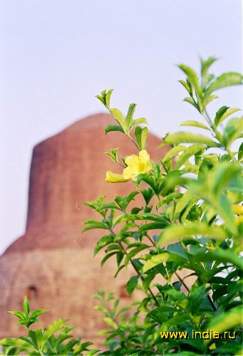     (Dhamekh Stupa) 