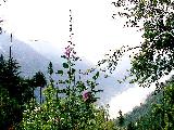 Bahu